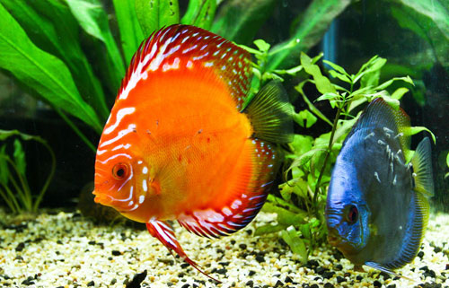 居家养鱼风水考究，，，，，怎么养鱼招财气？？？？？