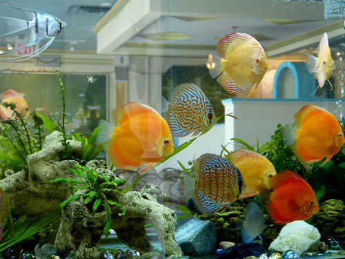 居家养鱼风水考究，，，，，怎么养鱼招财气？？？？？