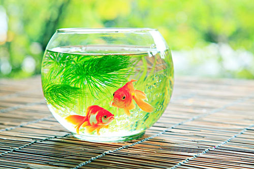 居家养鱼风水考究，，，，，怎么养鱼招财气？？？？？